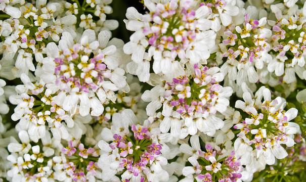粉紅色和White Flowers的背景
