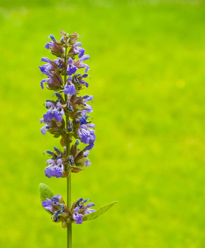 在陽(yáng)光燦爛的花園里生長(zhǎng)的野花