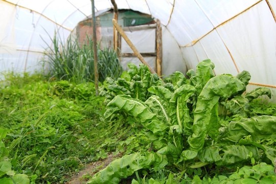 熟悉溫室小后院牛皮菜