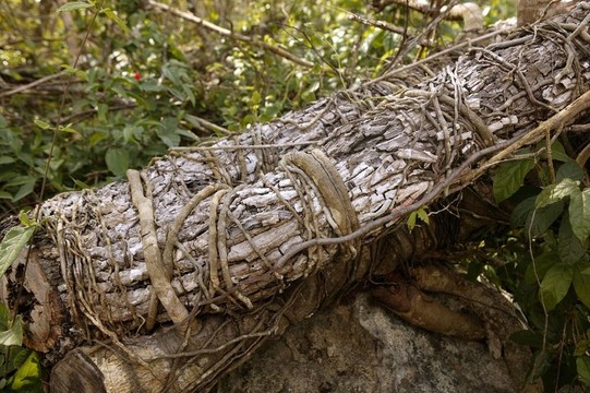 歲的樹干削減倒下墨西哥叢林桉樹