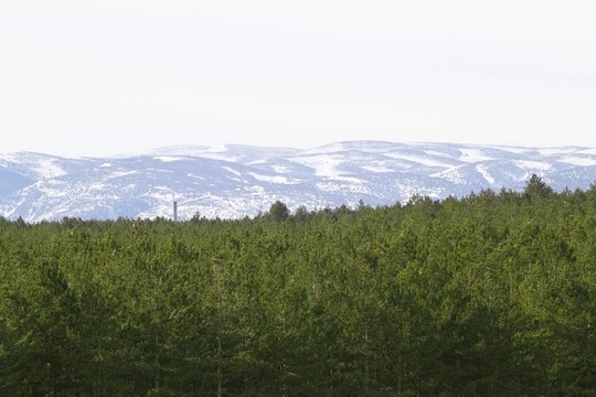 特魯埃爾省西班牙雪山松林