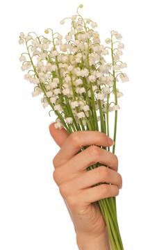 山谷的百合花