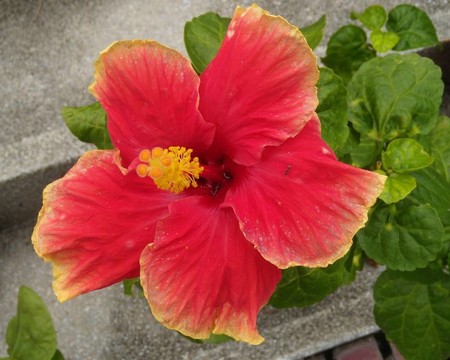 木槿
