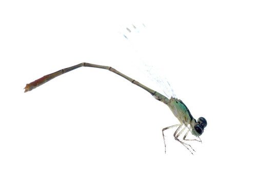 蜻蜓蜻蜓