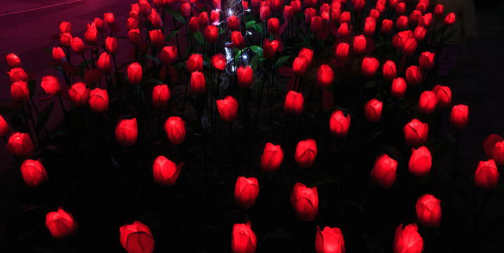 夢幻紅玫瑰