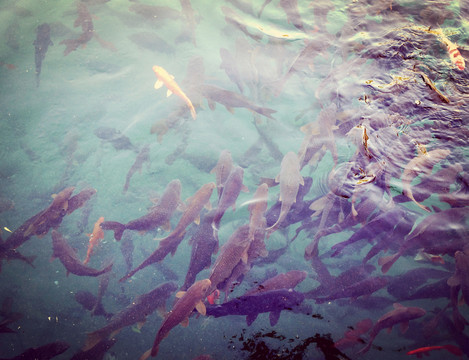 水中游魚