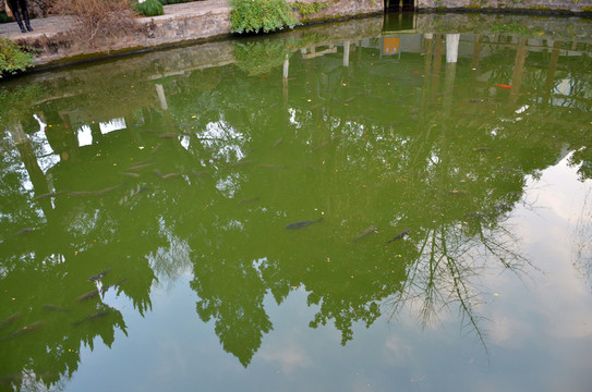 金魚游魚