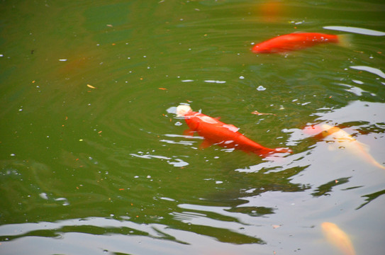 金魚戲水