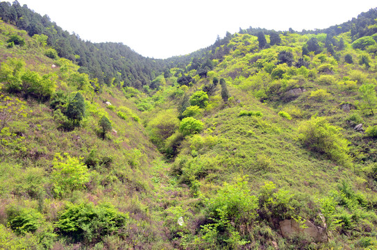 青山綠水