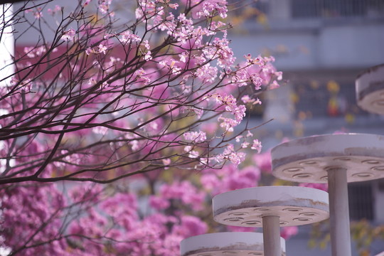 紅花風(fēng)鈴木