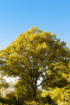 樹冠藍天
