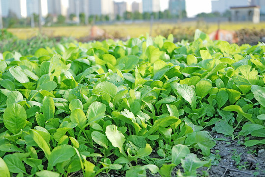 有機(jī)蔬菜 菜地 小青菜