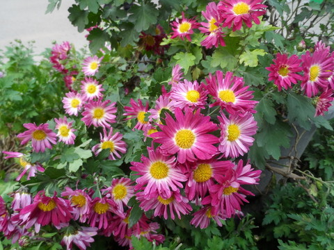 菊花