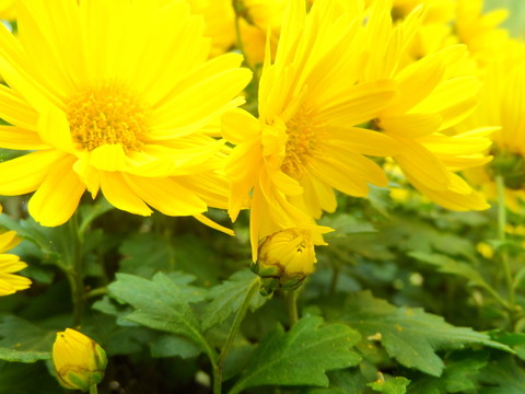 菊花