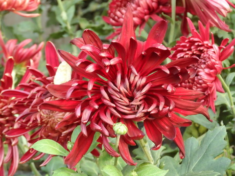 菊花