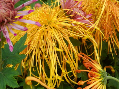 菊花