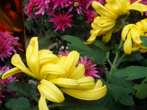 菊花