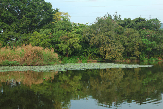 蘆葦?shù)褂? style=