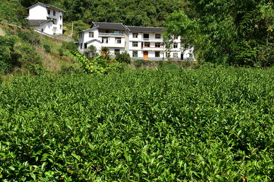 農(nóng)村田園農(nóng)家風(fēng)景