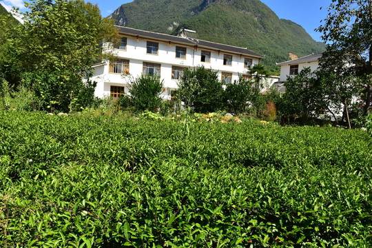 農(nóng)村田園農(nóng)家風(fēng)景