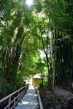 竹林