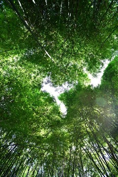 竹林