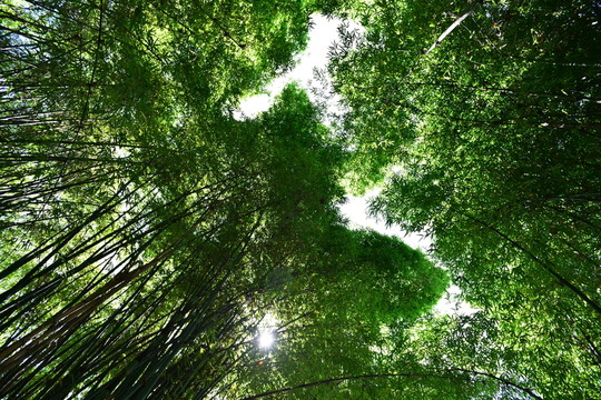 山間竹林
