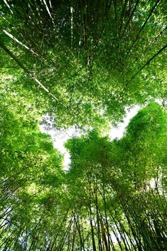 山間竹林