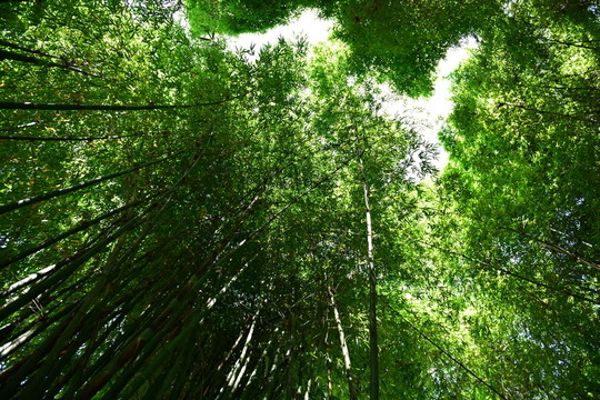山間竹林