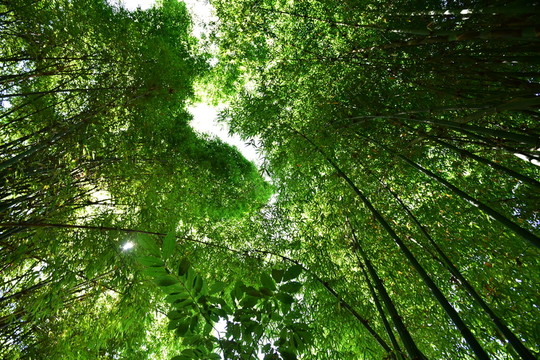 山間竹林