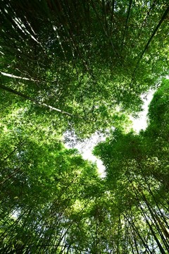 山間竹林