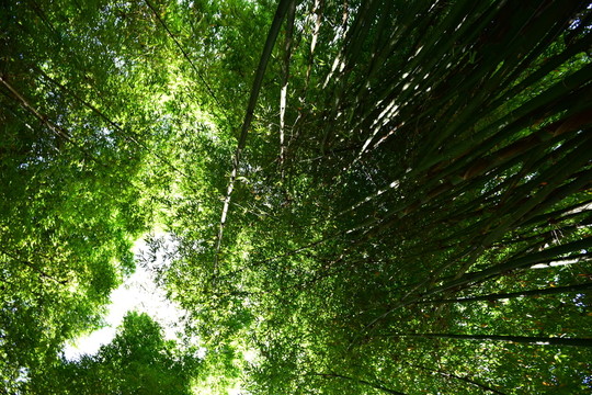 山間竹林