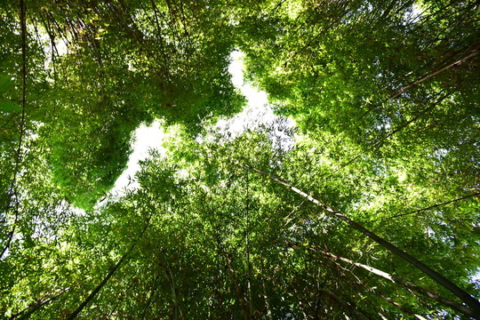 山間竹林