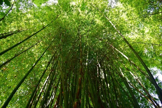 山間竹林