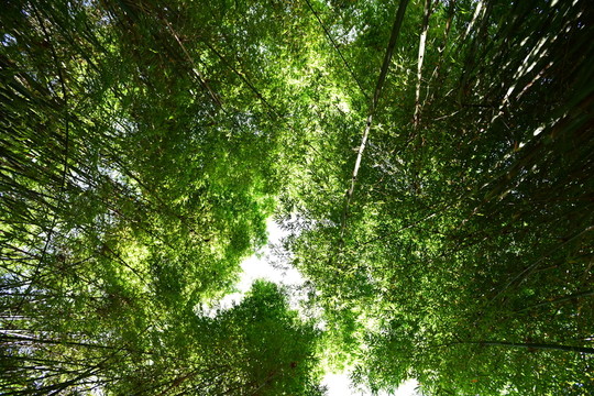 山間竹林