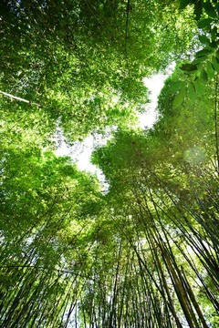 山間竹林