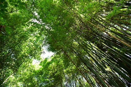 山間竹林