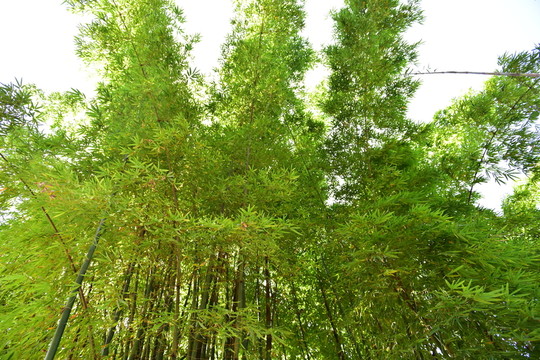 山間竹林