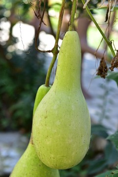 農(nóng)家葫蘆瓜