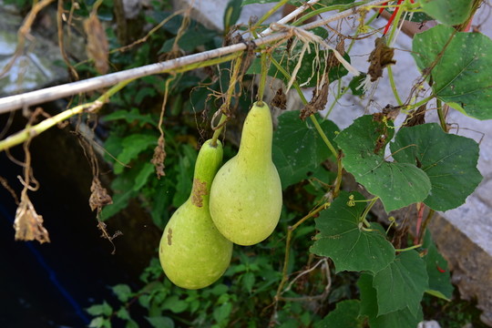 農(nóng)家葫蘆瓜