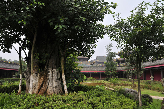 峨眉山大佛禪院 菩提樹