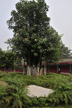 峨眉山大佛禪院 菩提樹