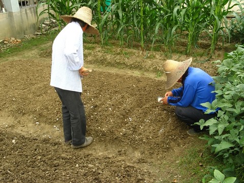 房前屋后自留地