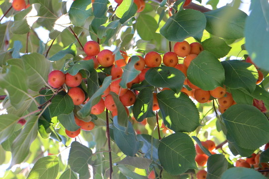 紅果滿枝頭