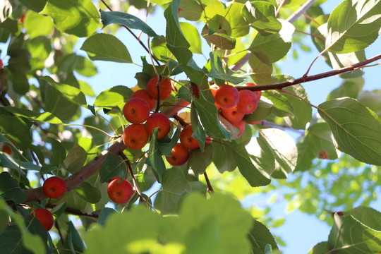 紅果滿枝頭