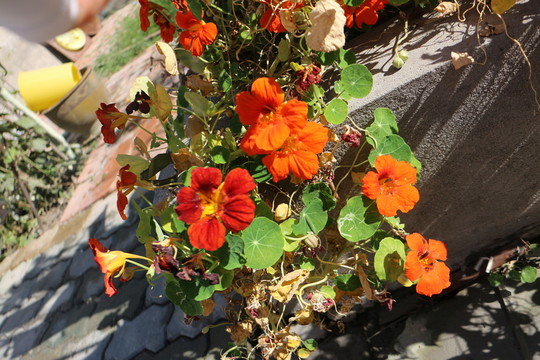 金蓮花