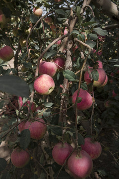 蘋(píng)果樹(shù)