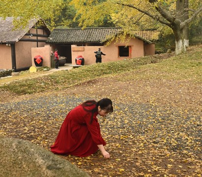 拾銀杏樹