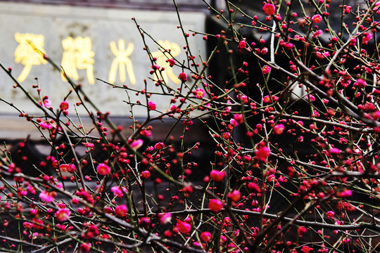 梅花