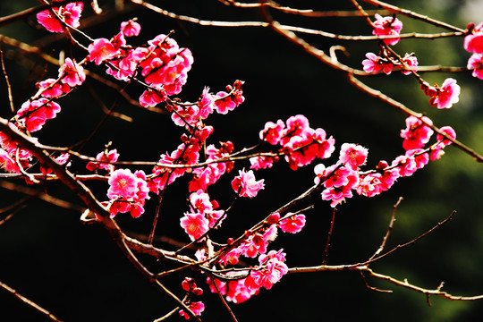 梅花